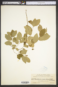 Berchemia scandens image