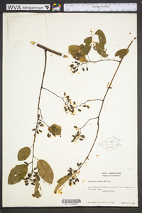 Berchemia scandens image