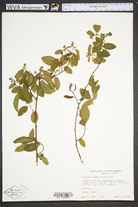 Berchemia scandens image