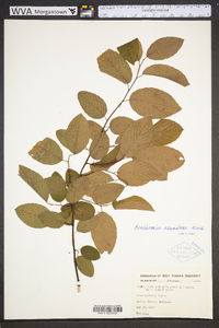 Berchemia scandens image