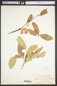 Exothea paniculata image