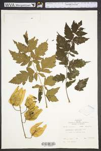 Koelreuteria paniculata image