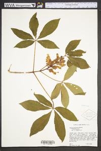 Aesculus sylvatica image