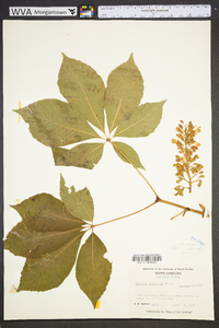 Aesculus sylvatica image