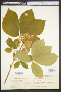 Aesculus sylvatica image