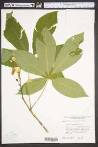 Aesculus sylvatica image