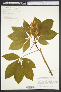 Aesculus flava image