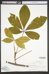 Aesculus flava image