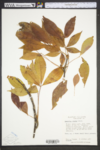 Aesculus glabra image