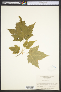 Acer spicatum image