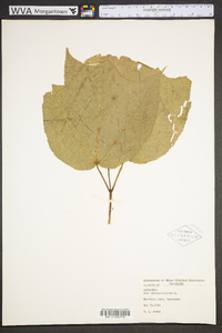 Acer pensylvanicum image