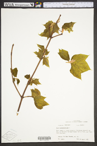 Acer pensylvanicum image