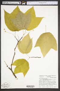 Acer pensylvanicum image