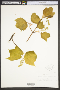 Acer pensylvanicum image