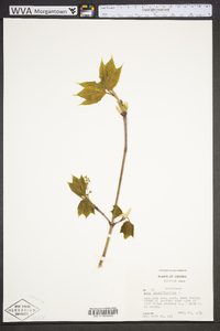 Acer pensylvanicum image