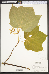 Acer pensylvanicum image