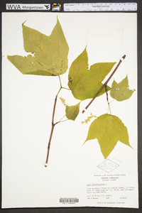 Acer pensylvanicum image