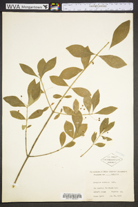 Euonymus obovatus image