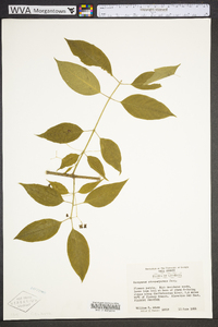 Euonymus atropurpureus image