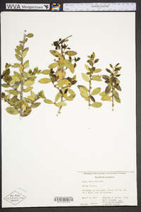 Ilex vomitoria image