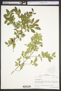 Ilex vomitoria image