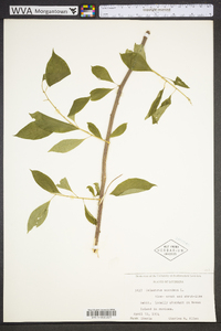 Celastrus scandens image