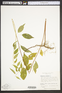 Celastrus scandens image