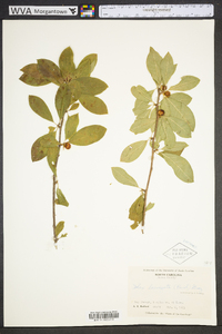 Ilex laevigata image