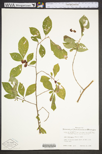 Ilex laevigata image