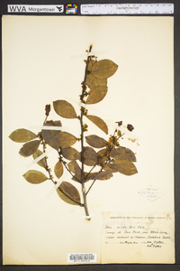 Ilex lucida image