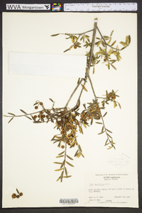 Ilex myrtifolia image