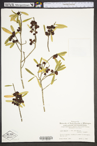 Ilex myrtifolia image