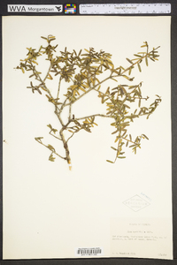 Ilex myrtifolia image