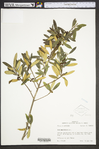 Ilex myrtifolia image