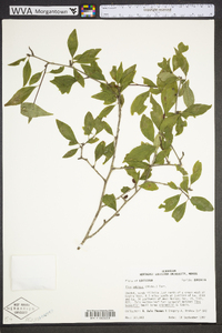 Ilex ambigua image