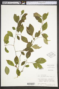 Ilex ambigua image