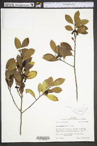 Ilex coriacea image