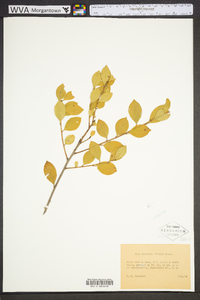 Ilex coriacea image