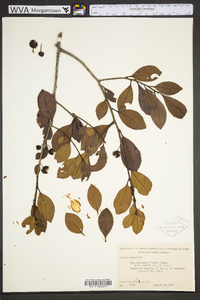 Ilex coriacea image