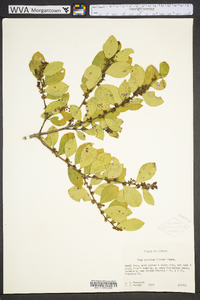 Ilex coriacea image