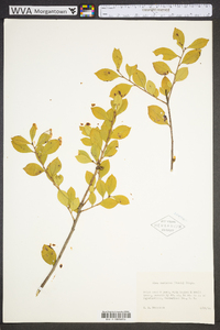 Ilex coriacea image