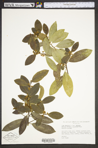 Ilex cassine image