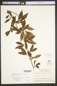 Ilex ambigua image