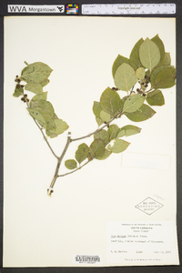 Ilex ambigua image