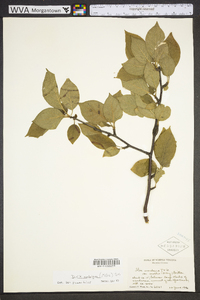 Ilex ambigua image