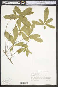 Cyrilla racemiflora image