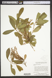 Cyrilla racemiflora image