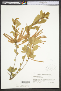 Cyrilla racemiflora image