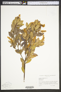 Cyrilla racemiflora image