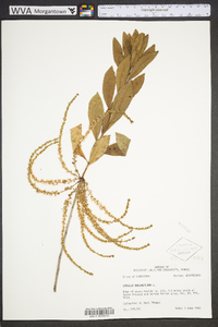 Cyrilla racemiflora image